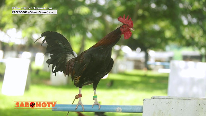Doc Jun Cueto at Nestor Vendivil ng Oliver Gamefarm Tatalakayin ang mga Katangian ng kanyang mga Claret sa Usapang Bloodlines August 9, 2025